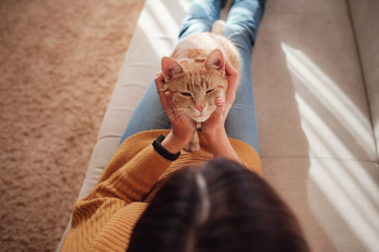 How To Understand Cat's Body language & Behaviour | Carniwel