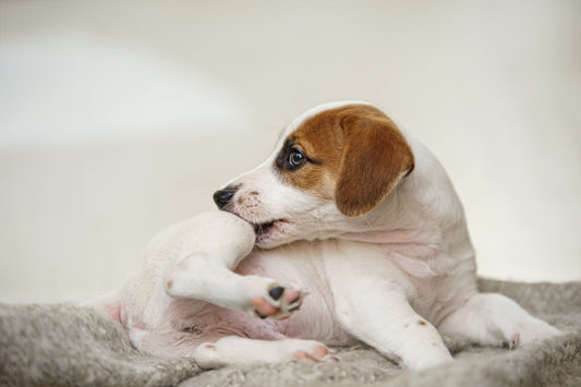 Flea Allergy Dermatitis - Puppy with scratching himself and bite fleas.