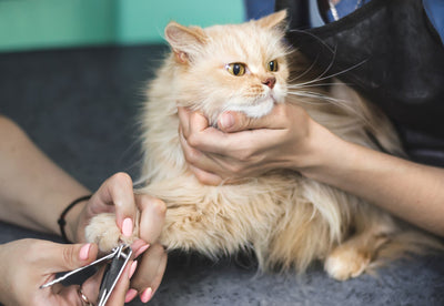 Grooming Guide for Persian Kittens & Adults Carniwel