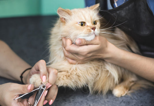Grooming Guide for Persian Kittens & Adults Carniwel