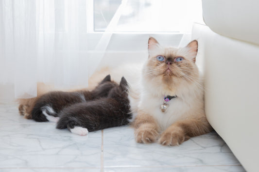 Persian Cat Myths Busted: The Truth Every Cat Parent Should Know - Carniwel