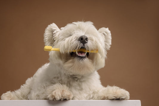5 Helpful Dental Care Tips for Dogs | Carniwel