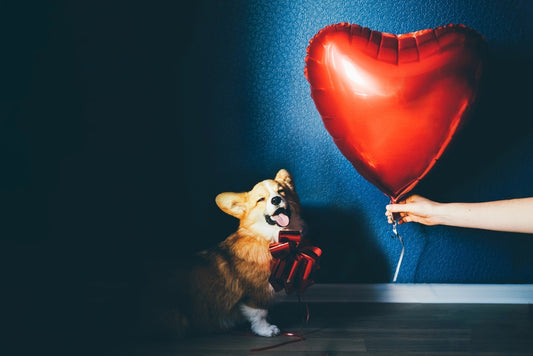 Importance of Pets | How To Introduce A Pet to Other Pets