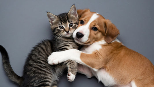 Why Do We Find Puppies and Kittens Cute
