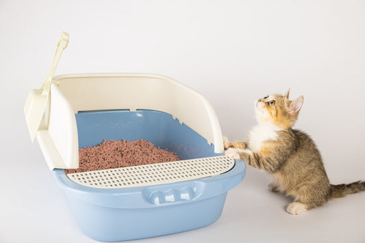 Cat Litter Box Cleaning Tips – Do's & Don'ts of Litter