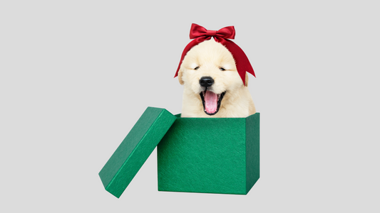 Are you ready to have a Pet? Checklist for Pet Parents