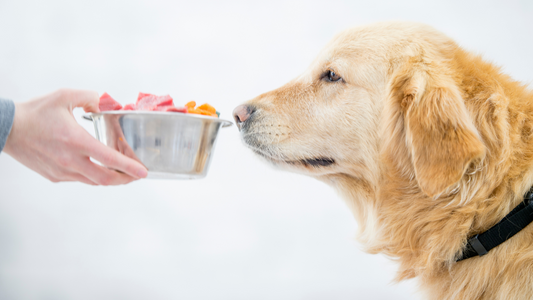 How to Improve Pet Health with the Right Diet - Carniwel's Pet Food Bowl