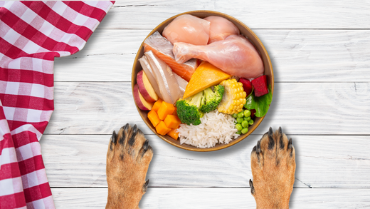 Carniwel's Pet Food Ingredients: Delicious & Nutritious - Dog Food Bowl