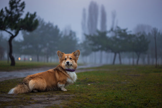 How air pollution affects pets and what you can do to protect them