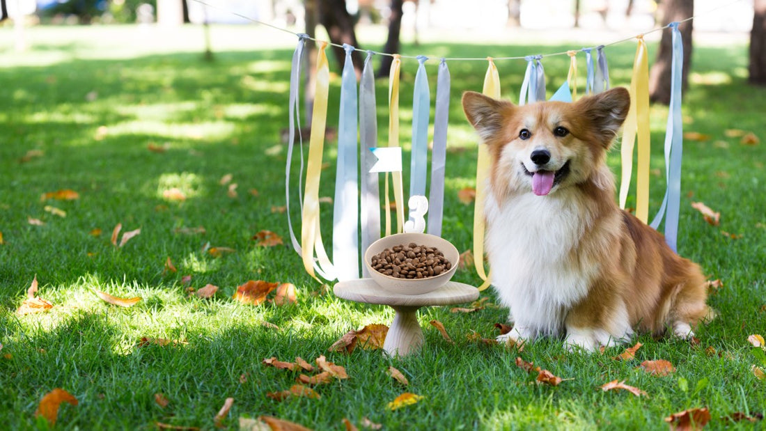 5 Simple Changes You Can Make to Improve Your Dog's Diet