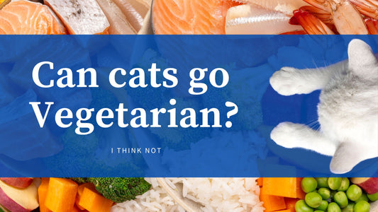 Can Cats Be a vegetarian?