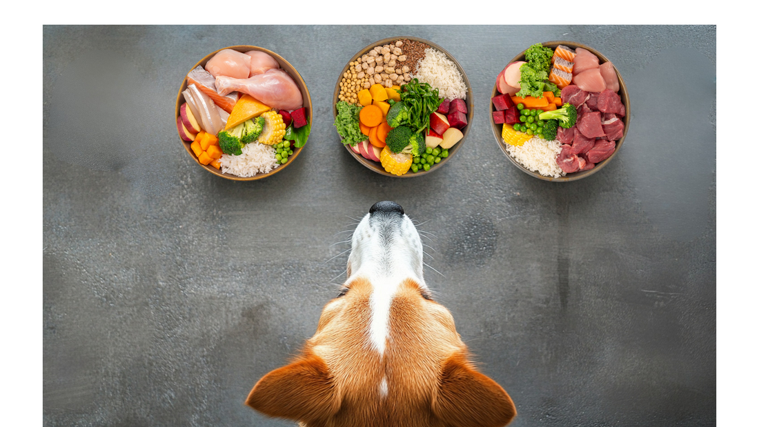 Gut Instincts: Why Your Pet’s Digestive Health Deserves More Than Just a Belly Rub!