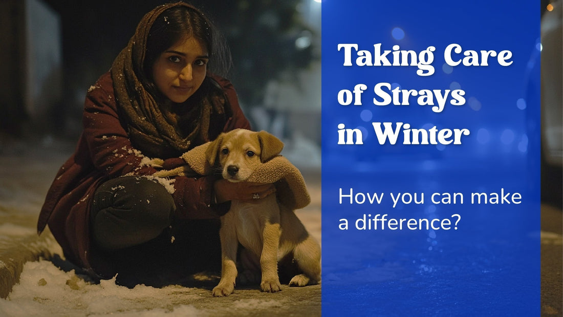 Taking care of strays in winter - How you can make a difference?