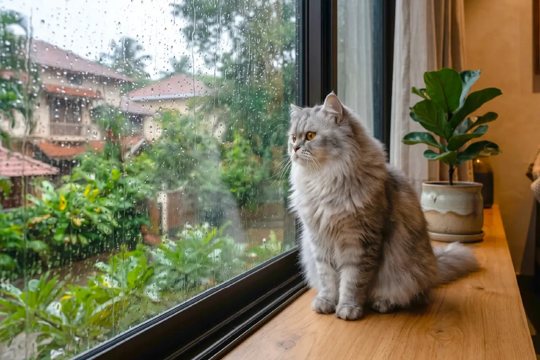 A Complete Monsoon Care Guide