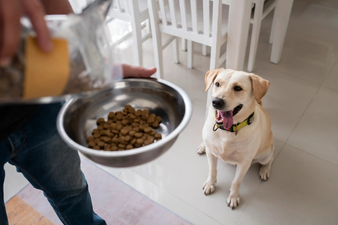 Best Puppy Food in India