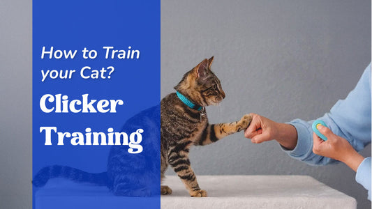 How to Train Your Cat Clicker Training