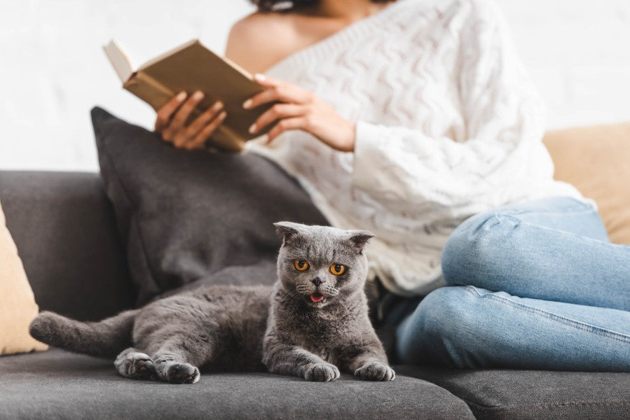 The Complete Guide to Cat Food: Types, Nutrition, and How to Choose