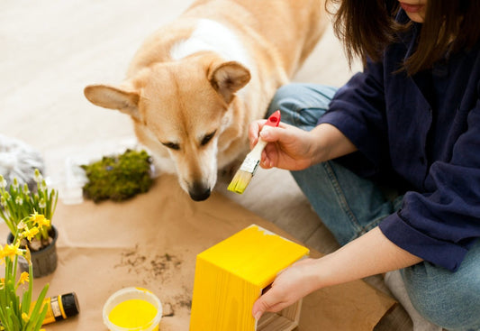 DIY an Agility Course for Your Dog