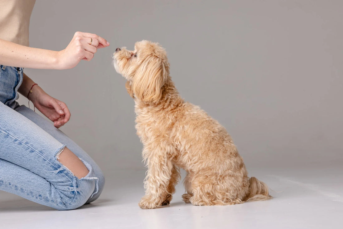 Daily Nutrition vs Occasional Treats: Getting the Balance Right - Carniwel