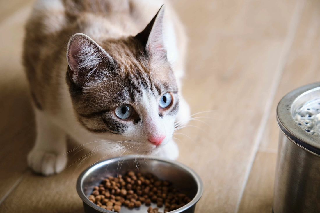 Dry vs Wet Food for Everyday Feeding of Your Cat - Carniwel
