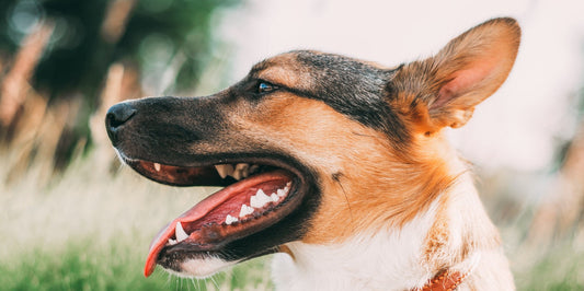 Glucosamine and Chondroitin: For Dogs Who’ve Got the Moves