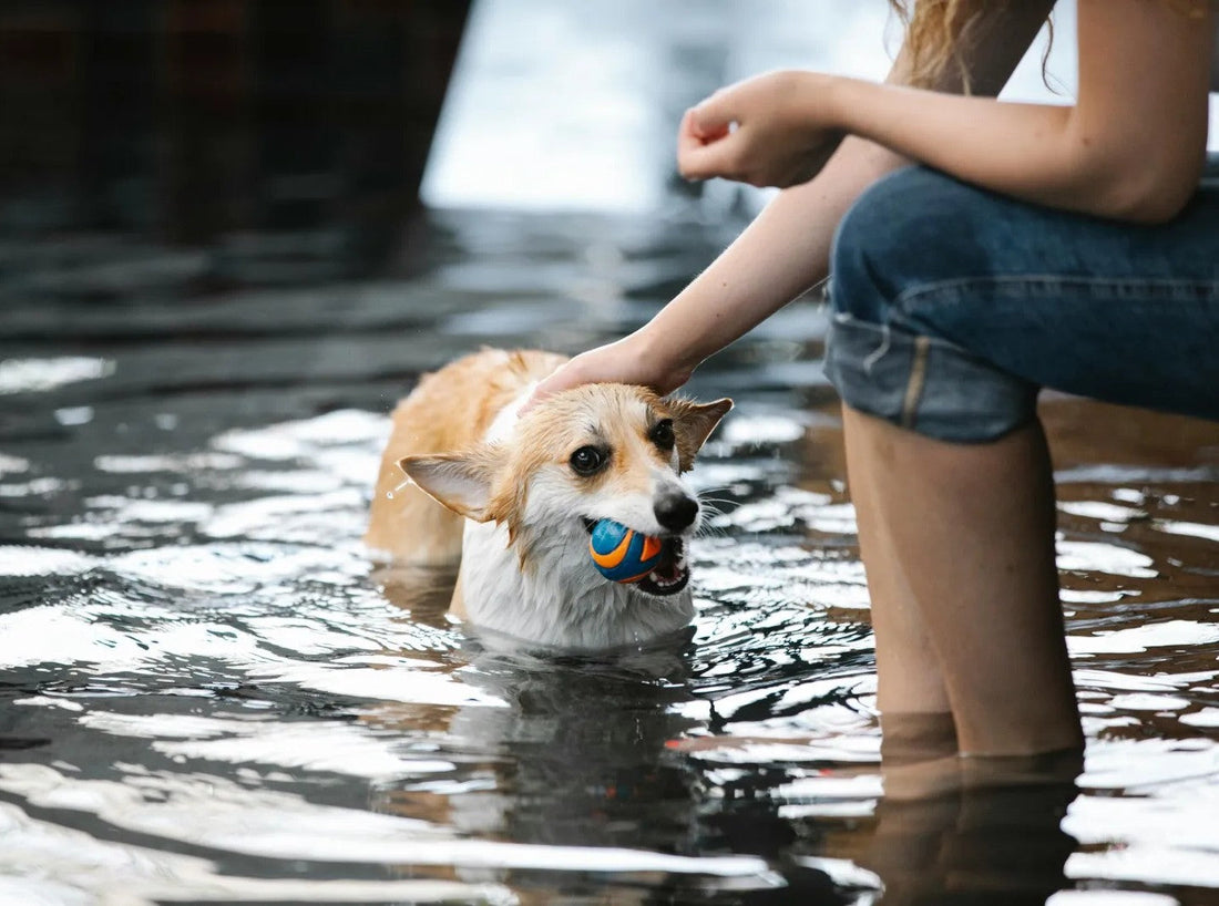 How swimming can boost your dog’s health and fitness