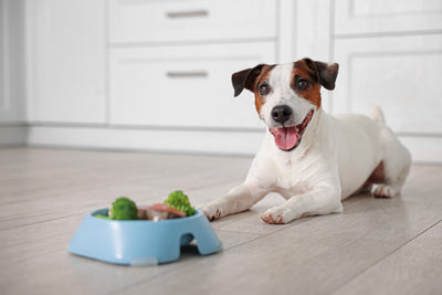 How to Know If Your Dog’s Daily Food Is Truly Complete
