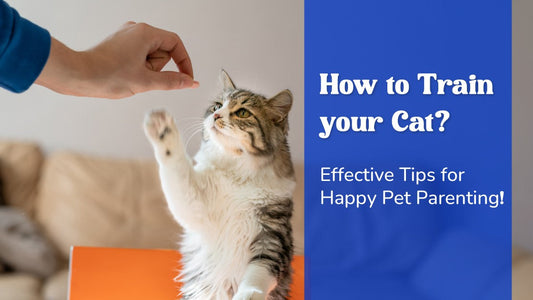 How To Train A Cat: Cat Training Guide for Beginners