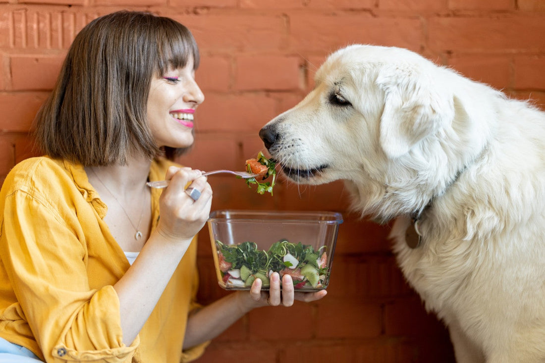 Small Bites of Food: Human Food vs Dog Food