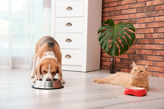 Ingredient Transparency: The Future of Pet Food in India - Carniwel