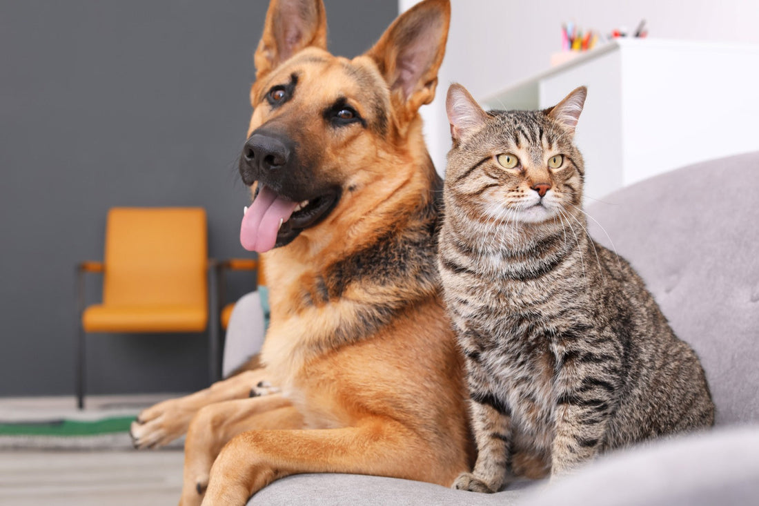 Pet Food Freshness: Why It Matters More Than the Ingredients List