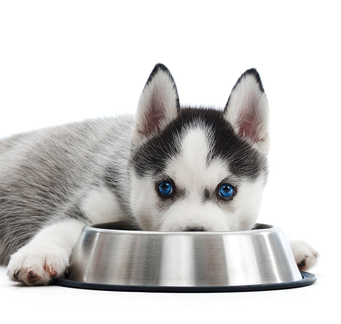 Puppy Eating food