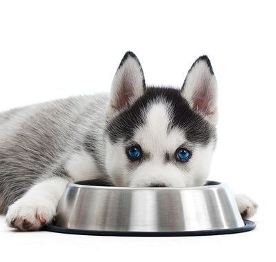 Puppy Eating food