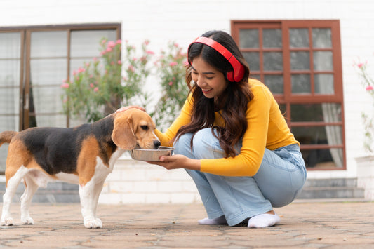 Are you feeding your dog right?