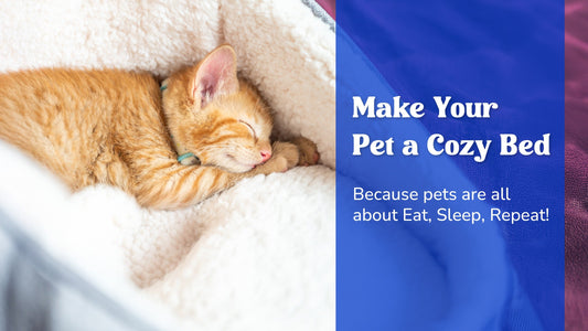 Carniwel Blog Post - DIY: Make Your Pet a Cozy Bed