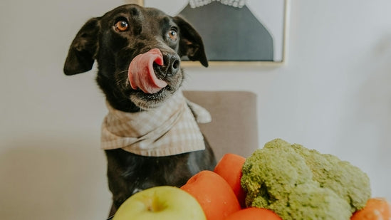 Carniwel - Superfoods for dog food and cat food