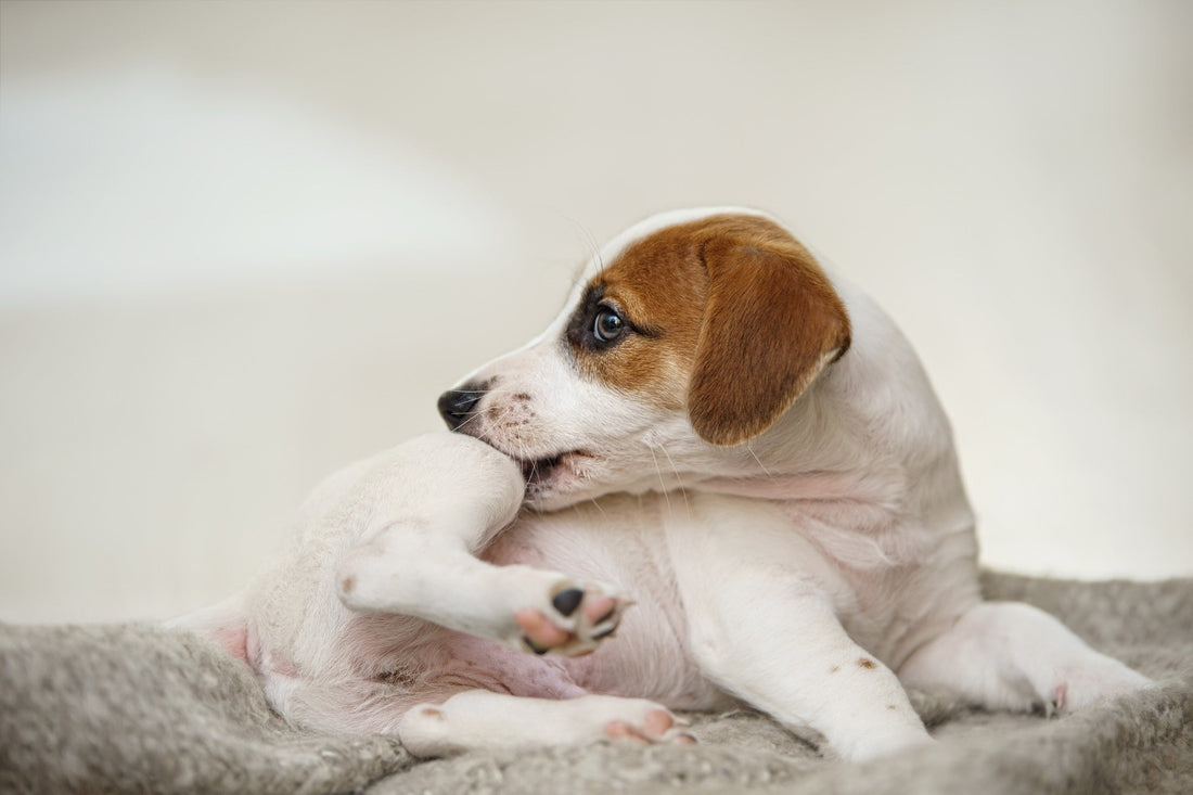 Flea Allergy Dermatitis - Puppy with scratching himself and bite fleas.