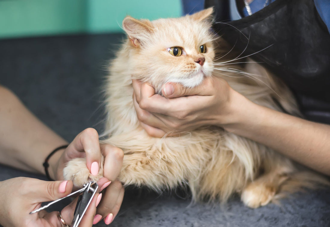 Grooming Guide for Persian Kittens & Adults  Carniwel