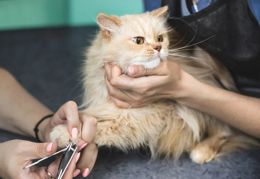 Grooming Guide for Persian Kittens & Adults  Carniwel
