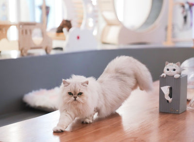 How Much Exercise and Mental Stimulation Does a Persian Cat Need?