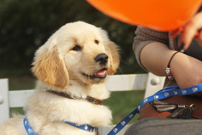 How to Boost Cognitive Development in Puppies Nutrition, Training & Key Stages