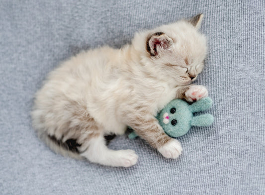 How to Help Your Kitten Sleep Peacefully at Night - Cat with toy