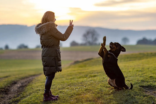 How to Train Your Dog? Getting started
