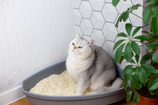 Litter Box Training for Persian Cats: Rules, Tips, and Common Problems Solved - Carniwel