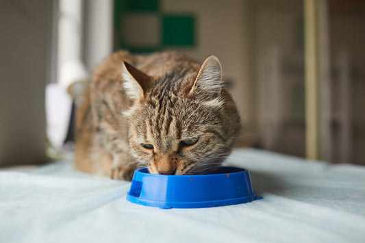 Why You Should Never Keep Your Cat Habituated to Only One Type of Food or Protein - Carniwel