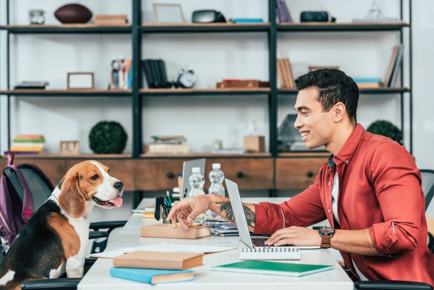 Paws at Work: Inside India’s Growing Pet Friendly Office Culture