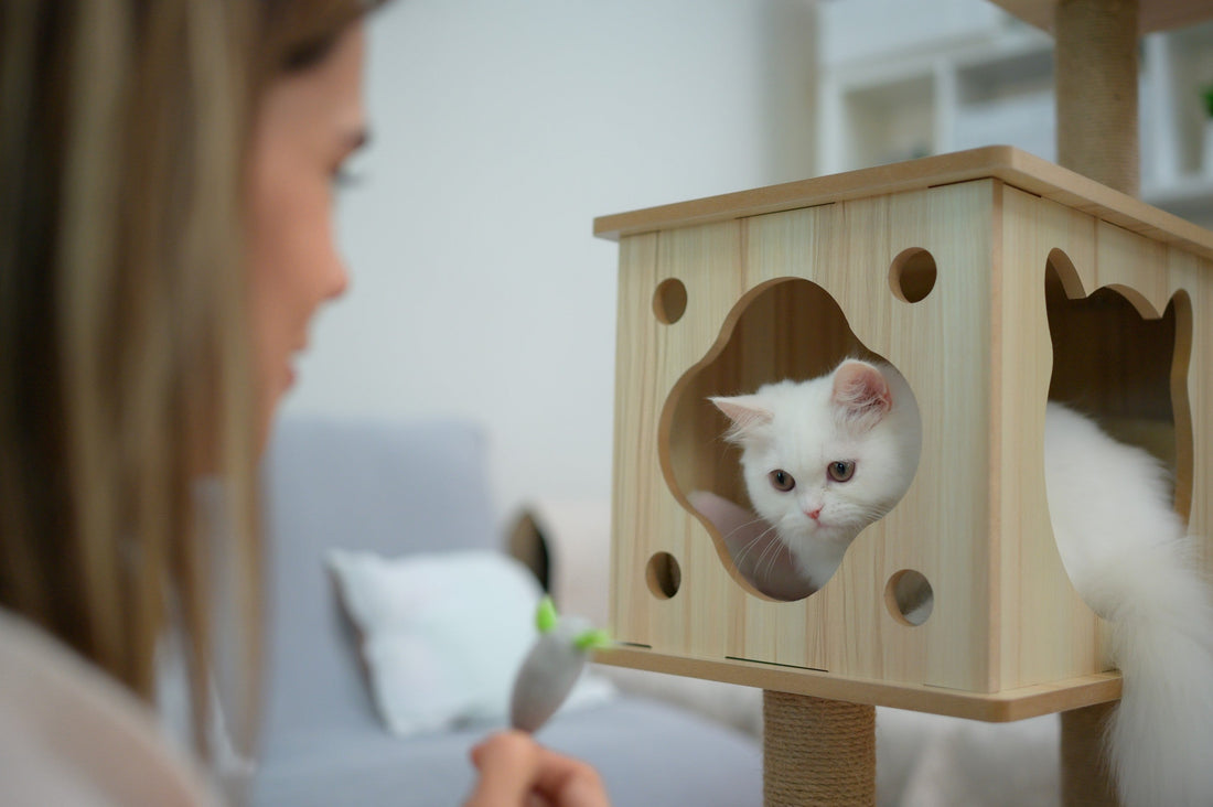 Persian Cat Care Guide Everything You Need to Know Before Bringing One Home - Carniwel Pet Food