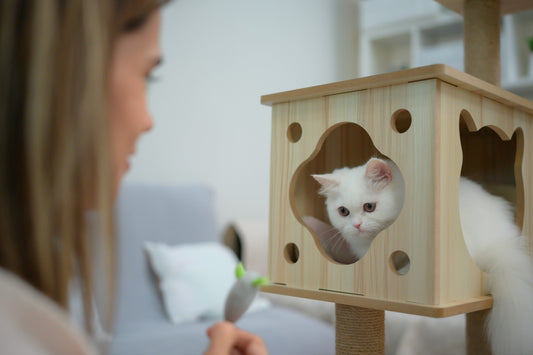 Persian Cat Care Guide Everything You Need to Know Before Bringing One Home - Carniwel Pet Food