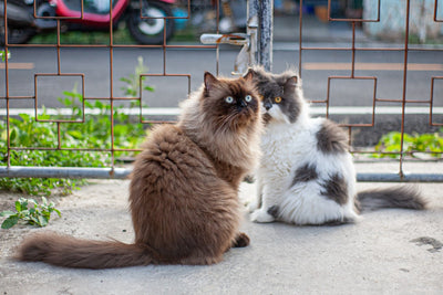 Persian Cats Adult and Senior Care Guide for a Healthy, Long Life - Carniwel