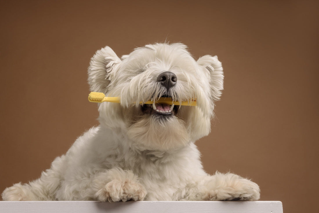 Protect That Bite Dental Care for Dogs - Blog by Carniwel Pet Food